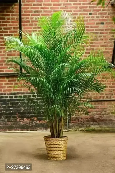 Areca PalmHybrid And GraftedEasy To Grow[AN1001][a354]-thumb0