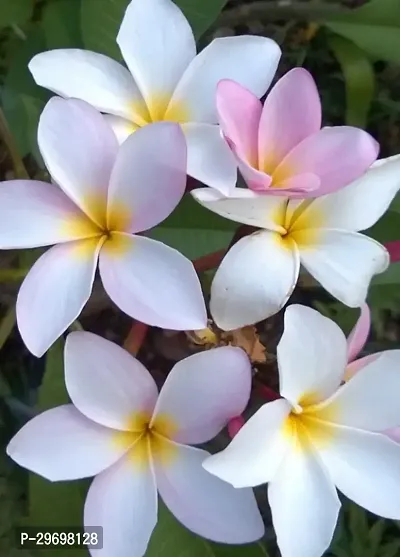 Plumeria Plant