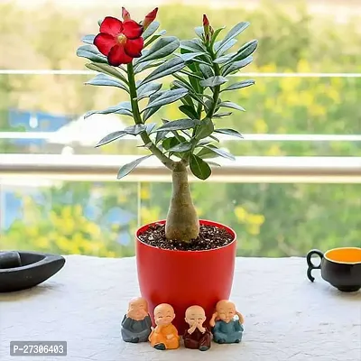 Adenium PlantHybrid And GraftedEasy To Grow[AN1001][a296]-thumb0