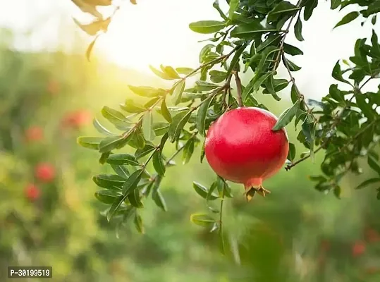 URAN Pomegranate Plant-thumb0