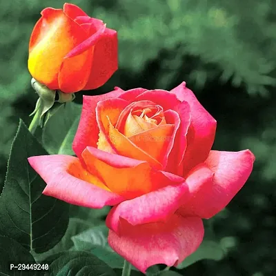 Rose PlantHybrid And Grafted Easy To Grow | Plant With Growing Bag| Plant Hight 1.5-1.398 Fit [S911]