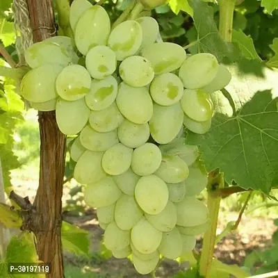 URAN  Grapes Plant-thumb0