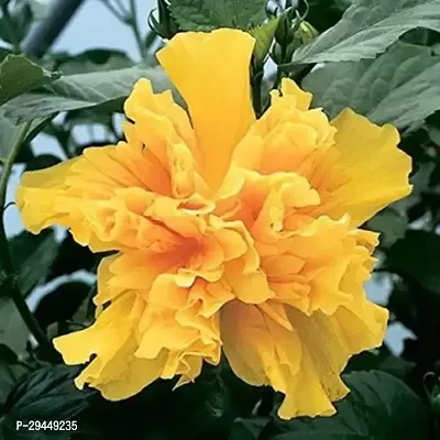 Hibiscus PlantHybrid And Grafted Easy To Grow | Plant With Growing Bag| Plant Hight 1.5-1.393 Fit [S906]-thumb0