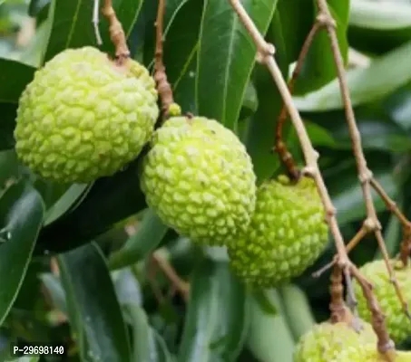 Litchi Plant