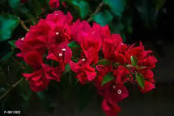 URAN Bougainvillea Plant-thumb0