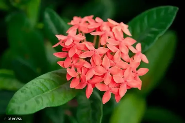 URAN  Trothic Ixora/Chethi Plant-thumb0