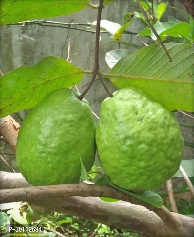 URAN Guava Plant-thumb0