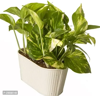 Money Plant