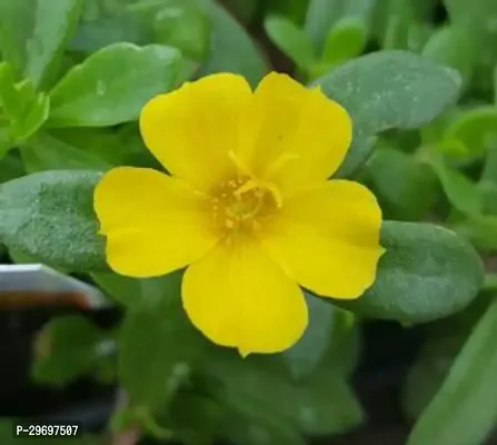 Portulaca Plant-thumb0