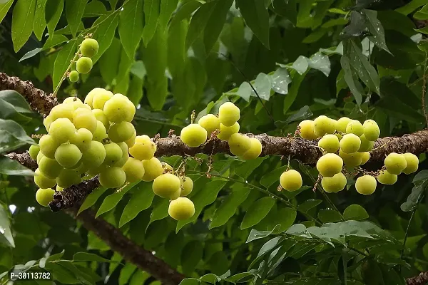 URAN Amla Plant-thumb0