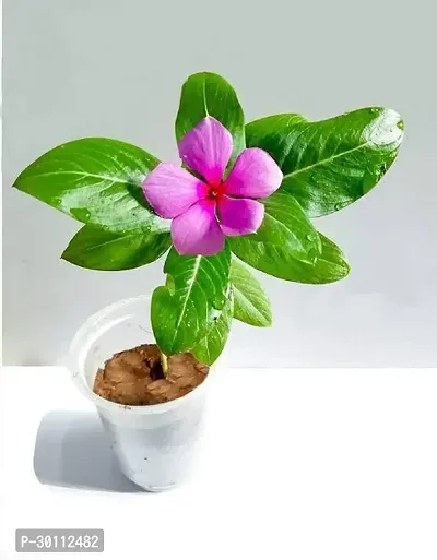 URAN Sadabahar/Periwinkle Plant-thumb0