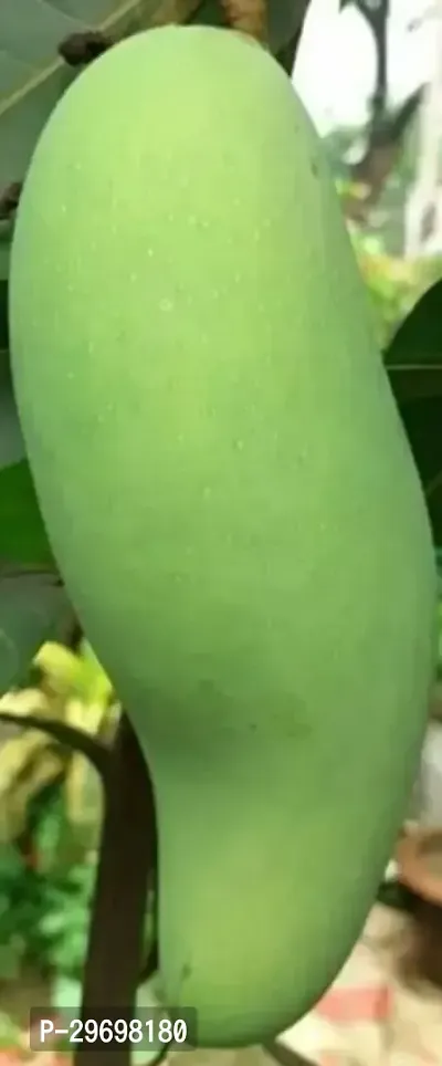 Mango Plant-thumb0