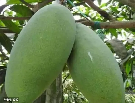 URAN Mango Plant