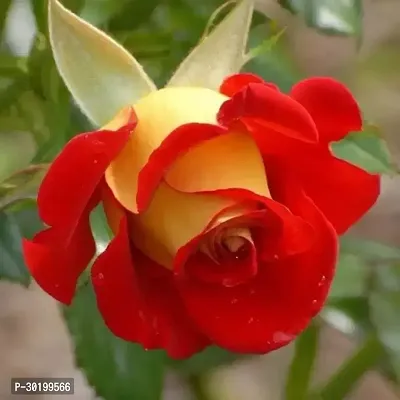 URAN Rose Plant-thumb0