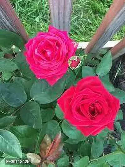 URAN Rose Plant-thumb0