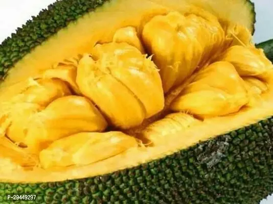 Jackfruit PlantHybrid And Grafted Easy To Grow | Plant With Growing Bag| Plant Hight 1.5-1.455 Fit [S968]-thumb0