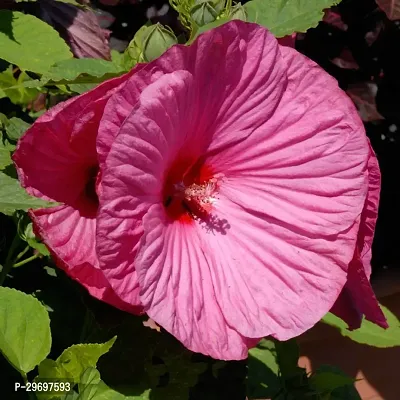 Hibiscus Plant