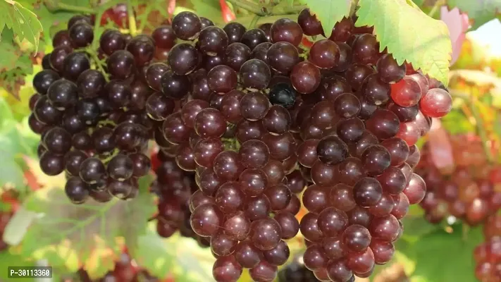 URAN Grapes Plant-thumb0