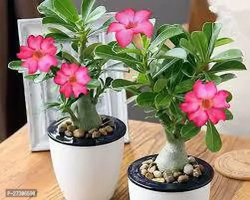 Adenium PlantHybrid And GraftedEasy To Grow[AN1001][a480]-thumb0