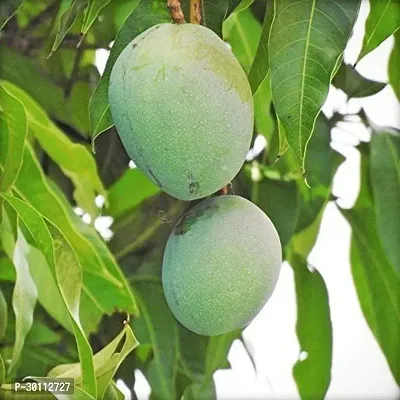 URAN Mango Plant