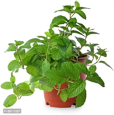 URAN Mint Plant