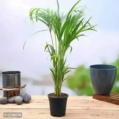 Areca PalmHybrid And GraftedEasy To Grow[AN1001][a016]-thumb0