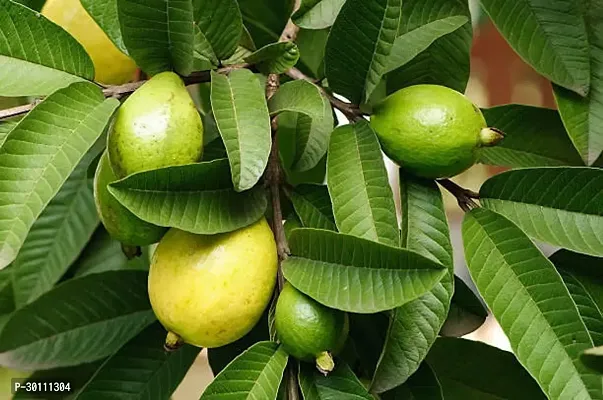 URAN Guava Plant-thumb0