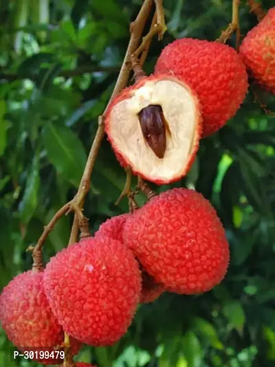 URAN Litchi Plant-thumb0