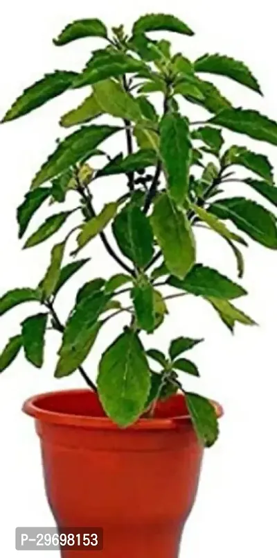 Tulsi Plant