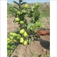 Guava PlantHybrid And Grafted Easy To Grow | Plant With Growing Bag| Plant Hight 1.5-1.14 Fit [S527]-thumb1