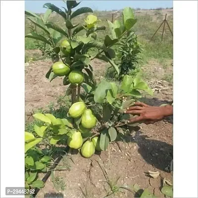 Guava PlantHybrid And Grafted Easy To Grow | Plant With Growing Bag| Plant Hight 1.5-1.14 Fit [S527]-thumb2