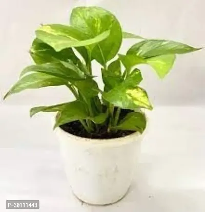 URAN Money Plant