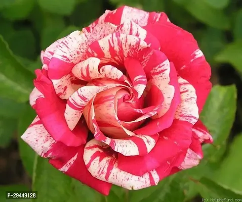 Rose PlantHybrid And Grafted Easy To Grow | Plant With Growing Bag| Plant Hight 1.5-1.287 Fit [S800]-thumb0