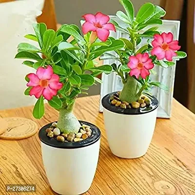 Adenium PlantHybrid And GraftedEasy To Grow[AN1001][a169]-thumb0