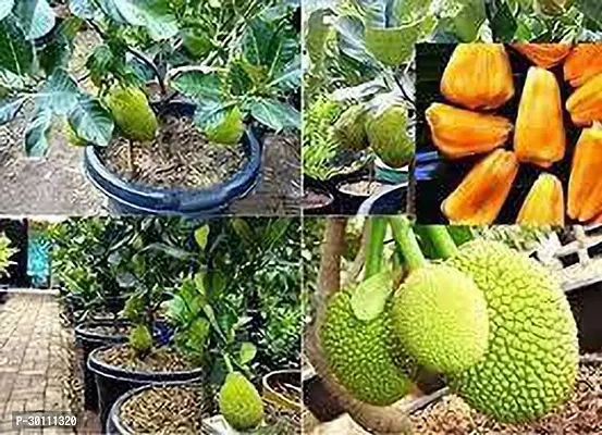 URAN Jack Fruit Plant-thumb0