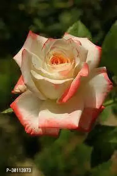 URAN Rose Plant-thumb0