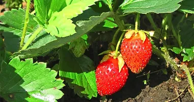 Strawberry Plant-thumb1