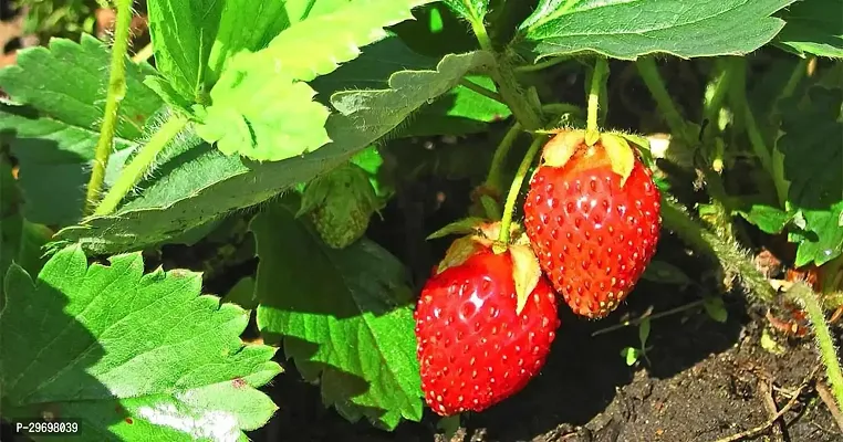 Strawberry Plant-thumb2