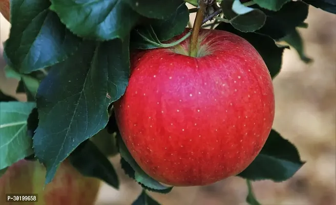 URAN Apple Plant-thumb2