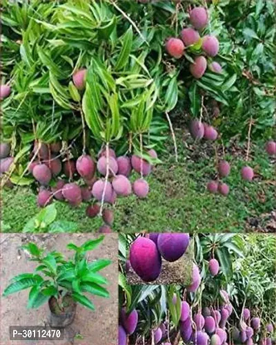 URAN Mango Plant