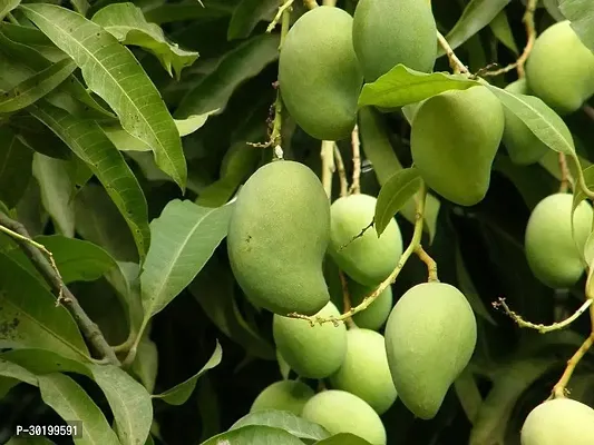 URAN Mango Plant-thumb0