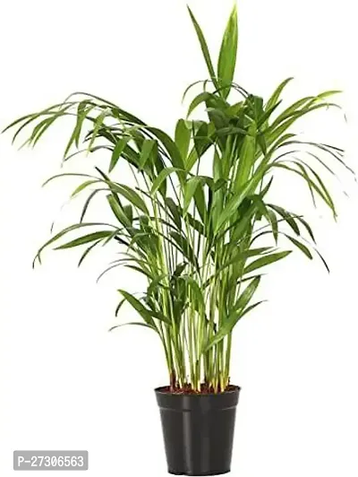 Areca PalmHybrid And GraftedEasy To Grow[AN1001][a454]-thumb0