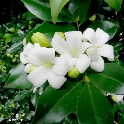 URAN Murraya Paniculata Plant-thumb0