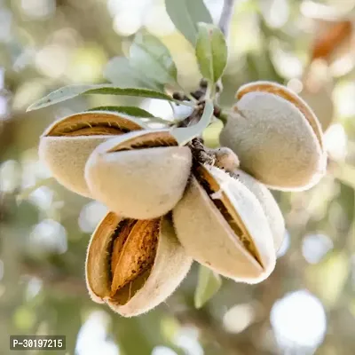 URAN  Almond Plant