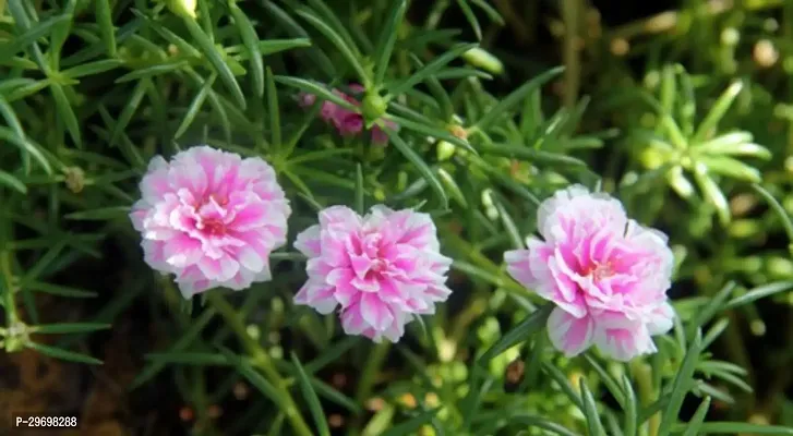 Portulaca Plant-thumb0