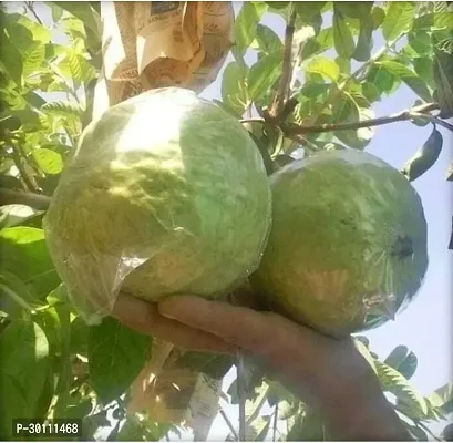 URAN Guava Plant-thumb0