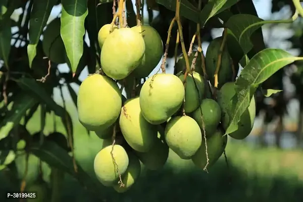 URAN Mango Plant