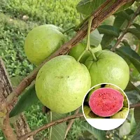 Guava  Hybrid Plant And Grafted Easy To Grow-thumb1