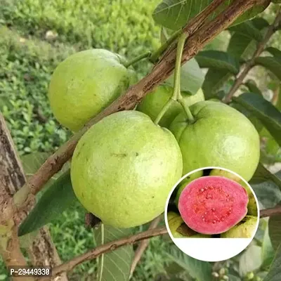 Guava  Hybrid Plant And Grafted Easy To Grow-thumb2