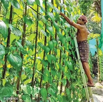 Betel Leaf Plant